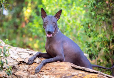 Bir Meksika Kılsız Köpeği (xoloitzcuintle, Xolo) portresi yeşil ağaçların arka planında bir parkta
