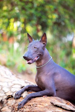 Bir Meksika Kılsız Köpeği (xoloitzcuintle, Xolo) portresi yeşil ağaçların arka planında bir parkta
