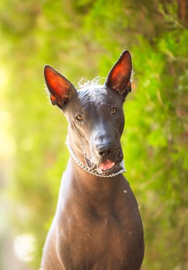 Bir Meksika Kılsız Köpeği (xoloitzcuintle, Xolo) portresi yeşil ağaçların arka planında bir parkta