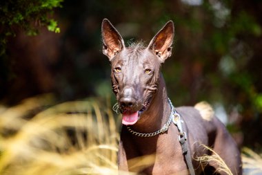 Bir Meksika Kılsız Köpeği (xoloitzcuintle, Xolo) portresi yeşil ağaçların arka planında bir parkta