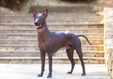 Bir Meksika Kılsız Köpeği (xoloitzcuintle, Xolo) portresi yeşil ağaçların arka planında bir parkta