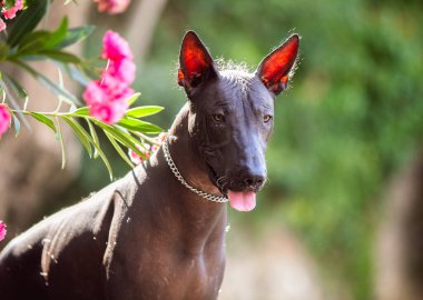 Bir Meksika Kılsız Köpeği (xoloitzcuintle, Xolo) portresi yeşil ağaçların arka planında bir parkta