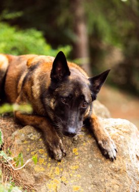 Parktaki itaatkar Malinois köpeği