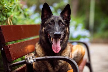 Parktaki itaatkar Malinois köpeği