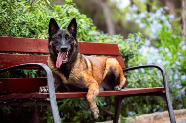 Parktaki itaatkar Malinois köpeği
