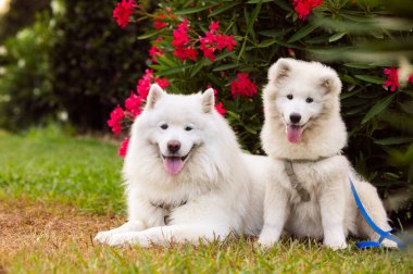 Köpek itaati, parkta samozlaştırılır.