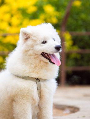 Köpek itaati, parkta samozlaştırılır.