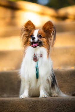 Köpek itaati, papillon ırkı parkta.