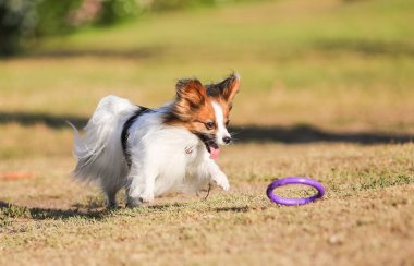 Köpek itaati, papillon ırkı parkta.