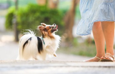 Köpek itaati, papillon ırkı parkta.