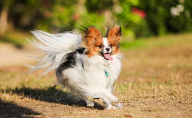 Köpek itaati, papillon ırkı parkta.