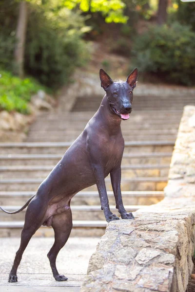 Porträt Eines Mexikanischen Haarlosen Hundes Xoloitzcuintle Xolo Einem Park Vor — Stockfoto