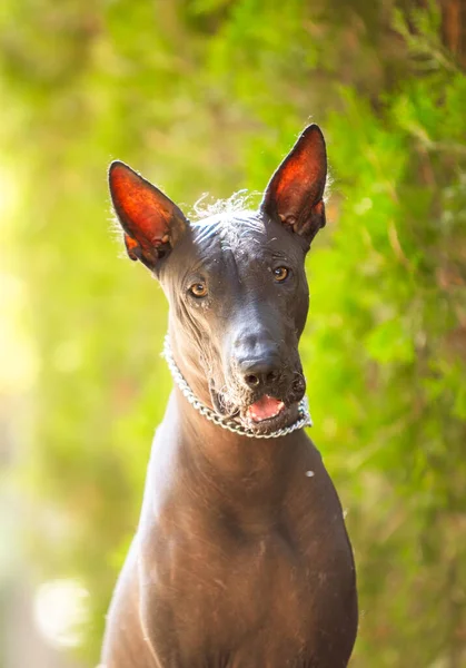 Портрет Однієї Мексиканської Безшерстої Собаки Xoloitzcuintle Xolo Фоні Зелених Дерев — стокове фото