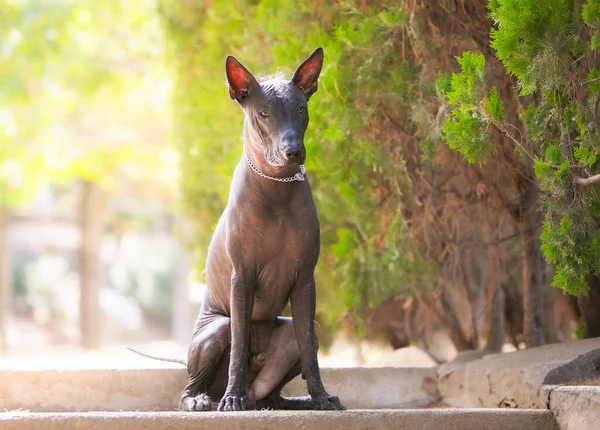 緑の木の背景にある公園のメキシコの毛のない犬 Xoloitzcuintle Xolo の肖像画 — ストック写真