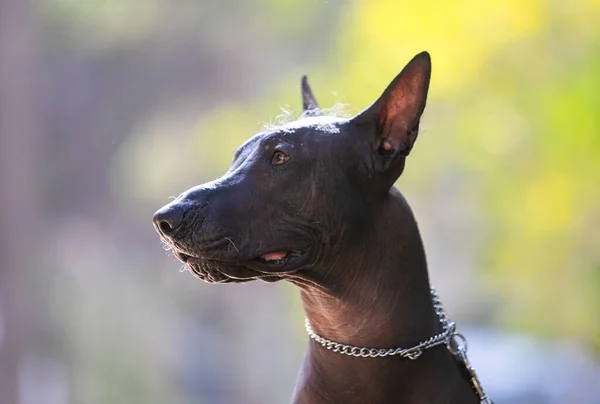 Porträtt Mexikansk Hårlös Hund Xoloitzcuintle Xolo Park Bakgrund Gröna Träd — Stockfoto