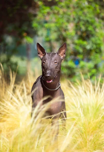Porträtt Mexikansk Hårlös Hund Xoloitzcuintle Xolo Park Bakgrund Gröna Träd — Stockfoto