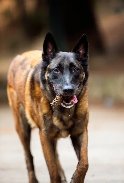Gehoorzame Malinois Hond Het Park — Stockfoto