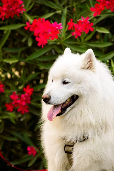 Dog Obedience Breed Samoyed Park — Stock Photo, Image