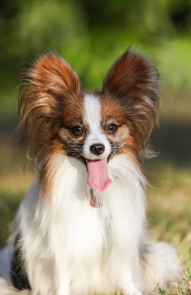 Dog Obedience Papillon Breed Park — Stock Photo, Image