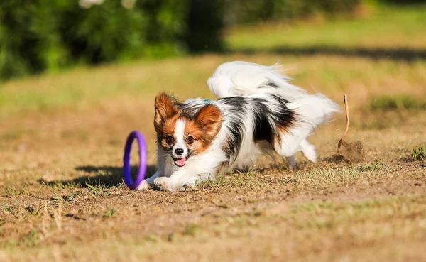 Dog Obedience Papillon Breed Park — Stock Photo, Image