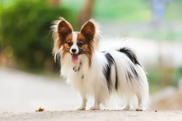 Собачье Послушание Порода Папиллонов Парке — стоковое фото