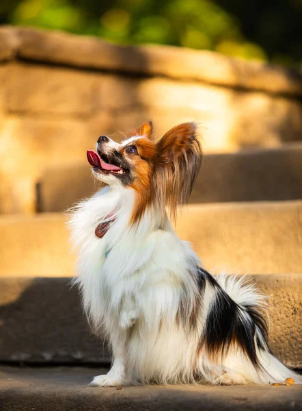 Hund Lydnad Papillon Ras Parken — Stockfoto