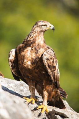 İspanyol altın kartalı (Aquila chrysaetos homeyeri), İspanya 'nın en güçlü yırtıcısı..