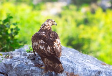 İspanyol altın kartalı (Aquila chrysaetos homeyeri), İspanya 'nın en güçlü yırtıcısı..