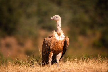 Akbabalar, Kuzey İspanya 'da leş yiyen kuşlar.