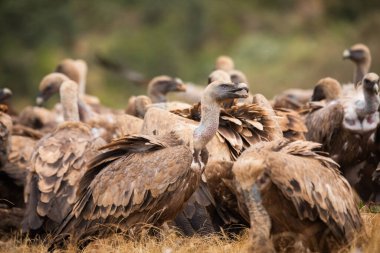 Akbabalar, Kuzey İspanya 'da leş yiyen kuşlar.