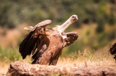Akbabalar, Kuzey İspanya 'da leş yiyen kuşlar.