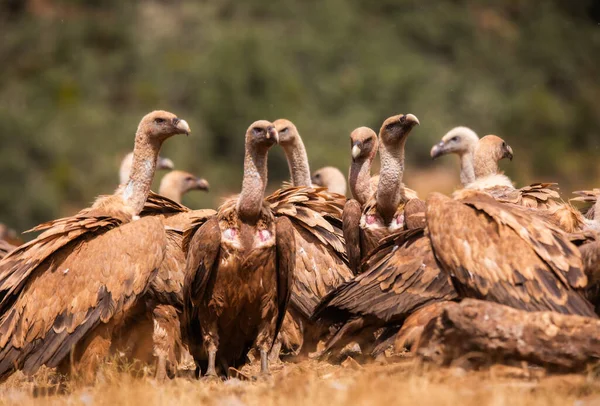 Abutres Aves Rapina Norte Espanha — Fotografia de Stock