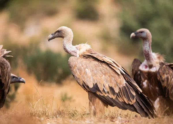 Vultures, scavenging birds in northern Spain