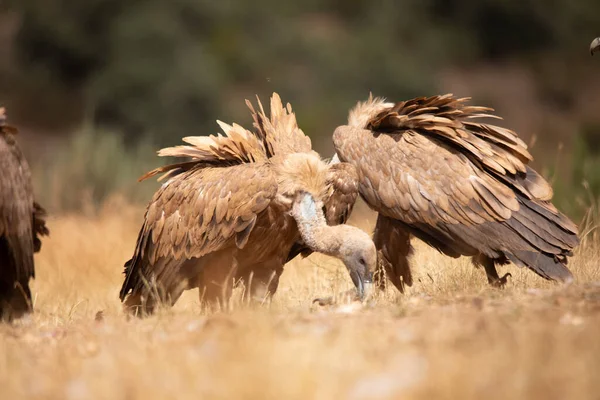 Vultures, scavenging birds in northern Spain