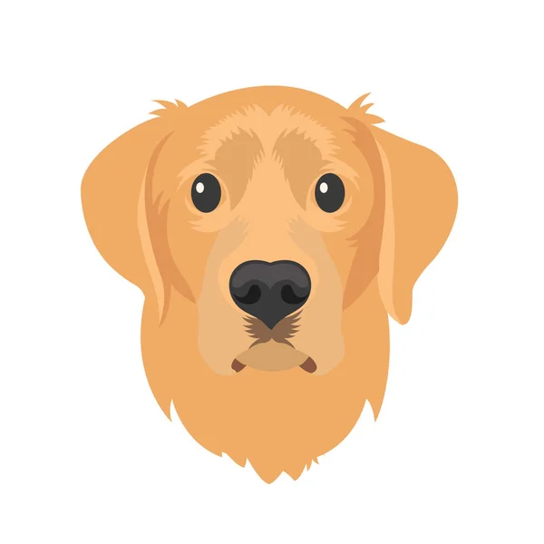 Golden Retriever Dog Vector Illustration — Stockový vektor