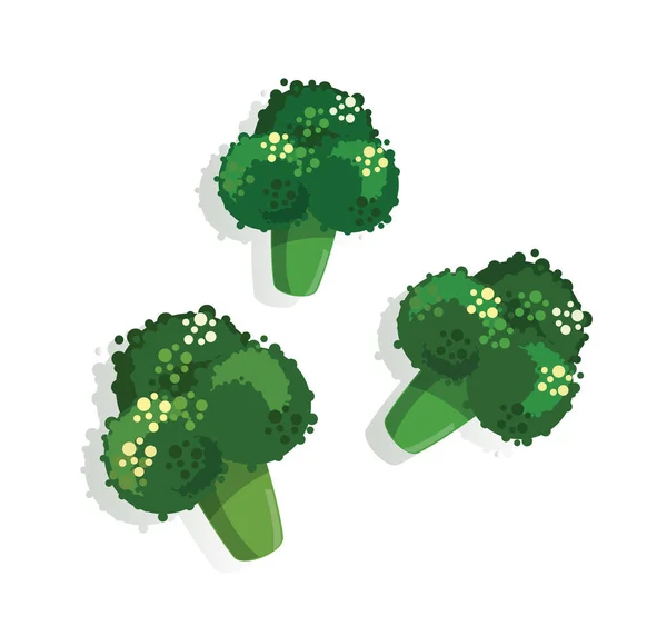 緑のブロッコリー健康な植物のベクトル図 — ストックベクタ