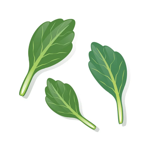 Natureza Vegetal Orgânico Kale Salada Folhas Vetor Ilustração — Vetor de Stock