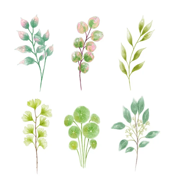 一套兰花和树叶的水彩画 — 图库矢量图片