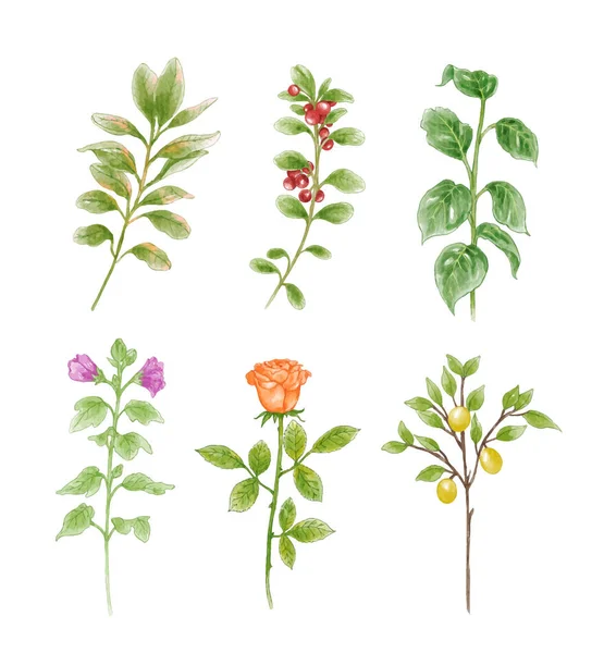 一套兰花和树叶的水彩画 — 图库矢量图片