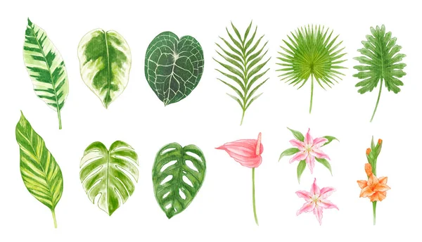 一套热带树叶水彩画 — 图库矢量图片