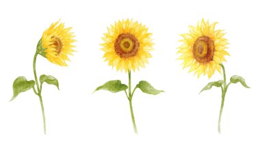 Ayçiçeği eli çizilmiş suluboya vektör çizimi