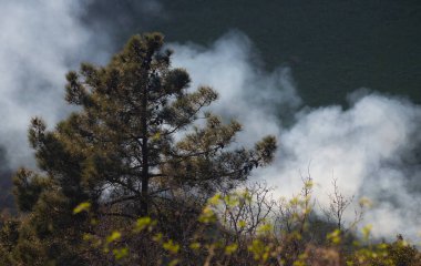 A Pine Tree against white smoke from a farm controlled fire during Winter in Braga Countryside, Portugal.