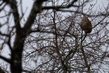 Asya Yırtıcı Arı Yuvası, tehlikeli ve istilacı bir tür, Povoa de Lanhoso, Portekiz.