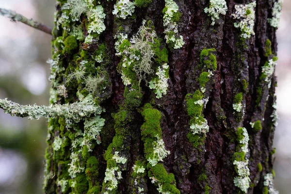 葡萄牙松树中的绿色苔藓 — 图库照片