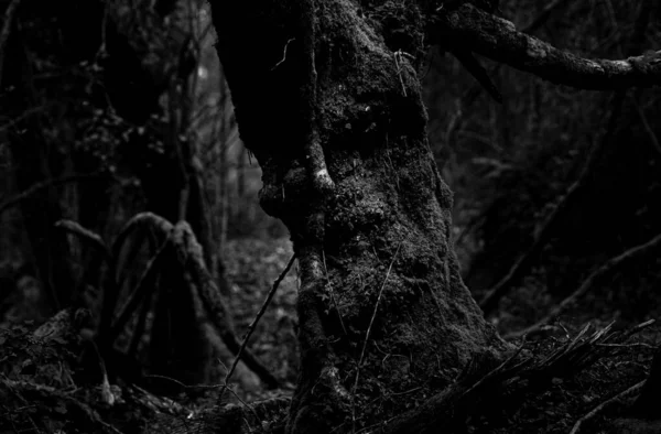 Лицо Ведьмы Тени Крупным Планом Мшистого Дерева Темном Лесу Брага — стоковое фото