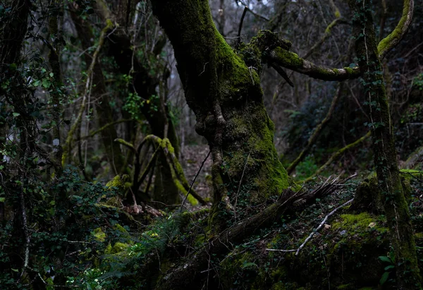 Étranges Détails Nature Dans Les Bois Sombres Braga Portugal — Photo