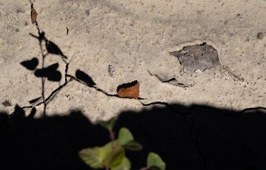 Küresel ısınmanın yol açtığı kuru toprak, Minas da Borralha, Montalegre, Portekiz.