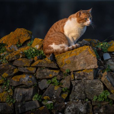 Portekiz, Apulia Sahili 'nde gün batımında kırsal bir duvarda bir kedi..