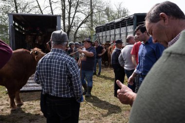 19 March 2024, Cattle fair during the celebration of fathers day 