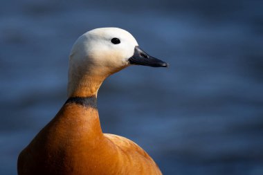 Hindistan 'da Brahminy ördeği olarak bilinen Ruddy Shelduck (Tadorna ferruginea), Anatidae familyasının bir üyesidir. Bu resmi Cavado Nehri Estuary, Fao, Esposende, Kuzey Portekiz' de çekiyorum..